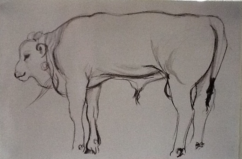 Italian farm pencil drawing bull William Lonsdale artist