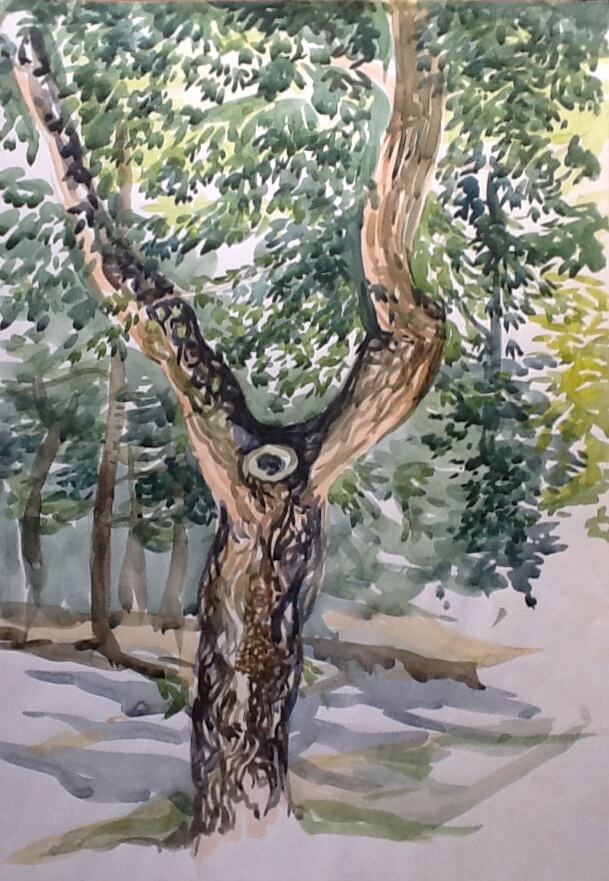 Tree at Italian Farm Water Colour Painting William Lonsdale artist
